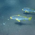 Reseña de viajero para el viaje en coche privado desde origin por lee747 con Daytrip